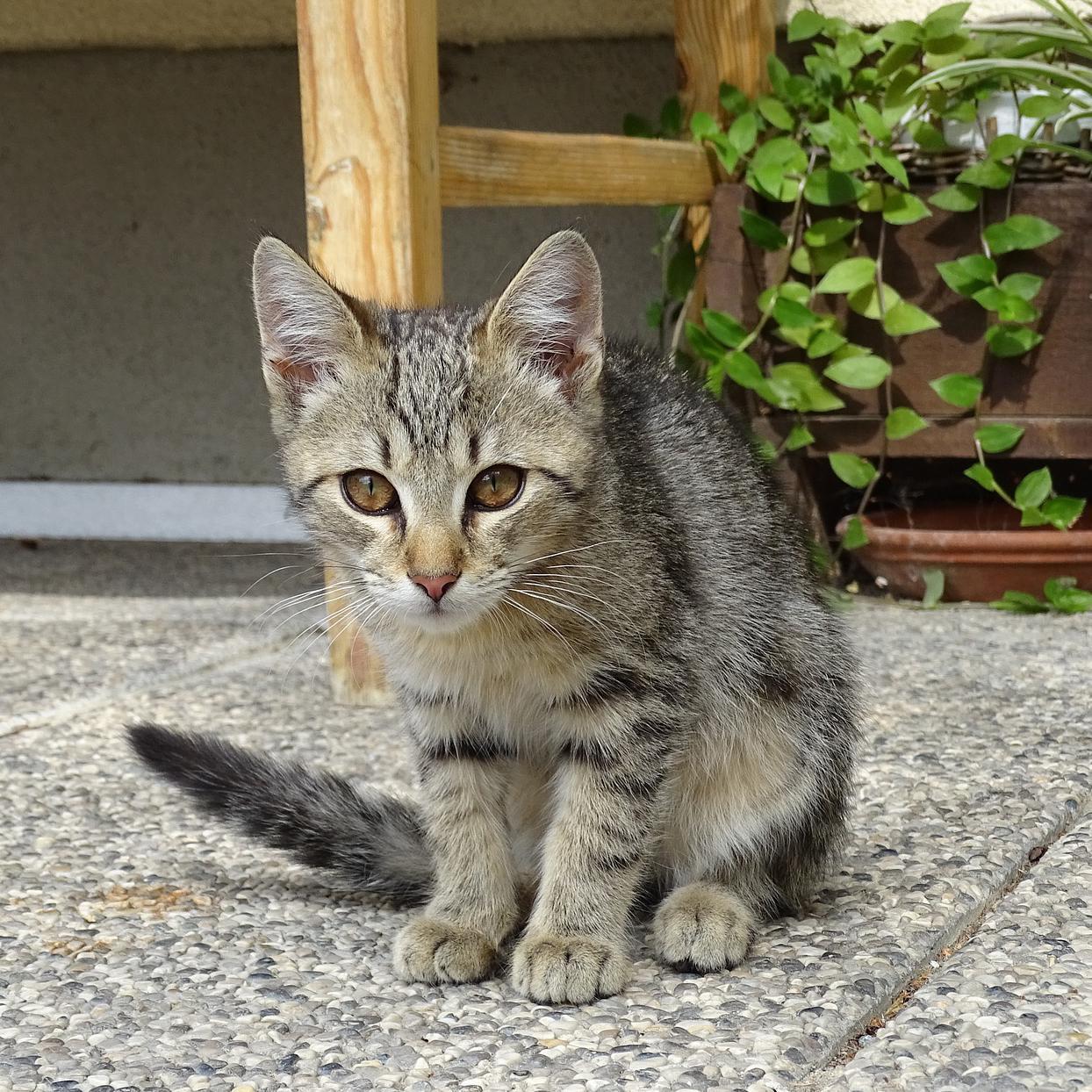 ¿Por Qué Mi Gato Orina Por Todas Partes? Todas Las Razones Posibles ¿por Qué Mi Gato Orina Por Todas Partes? Todas Las
