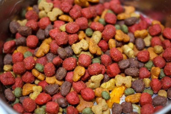 Cómo cuidar y alimentar a un perro desnutrido - Alimentar a un perro desnutrido