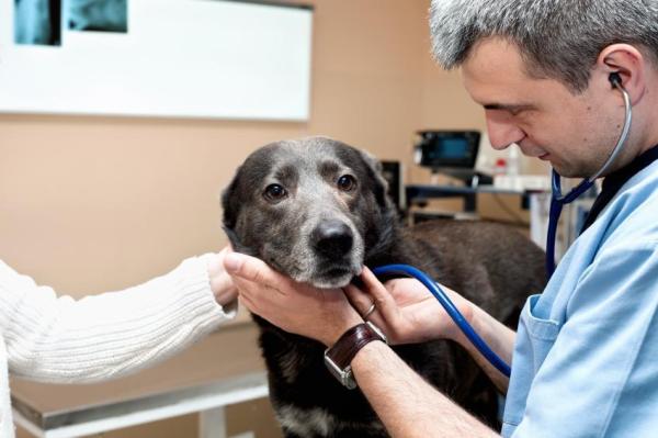 Cómo cuidar y alimentar a un perro desnutrido - Realiza visitas periódicas al veterinario