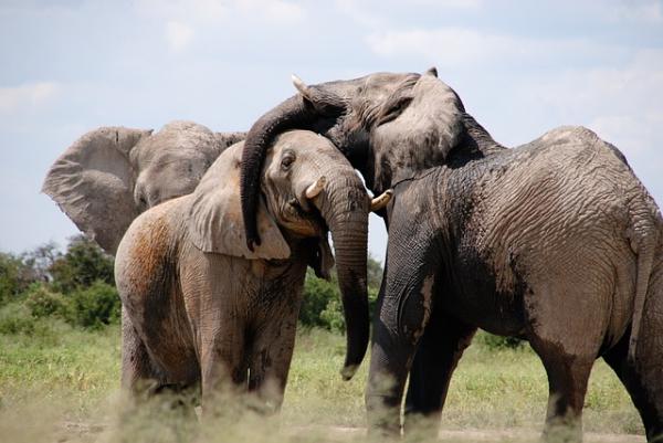 La dieta de un elefante: ¿pueden los elefantes adaptarse a nuevas dietas?
