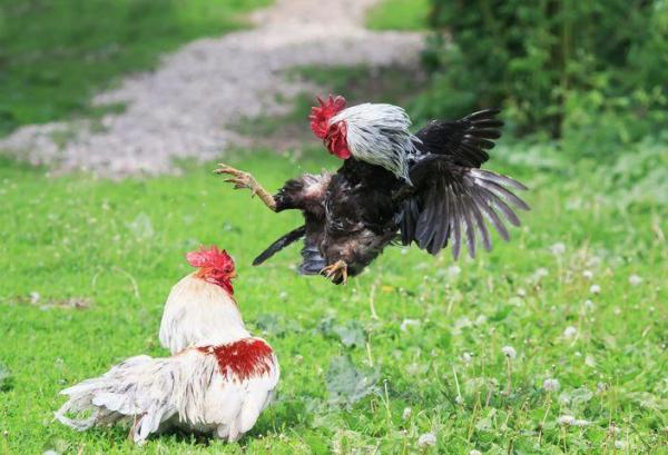 ¿Por qué las gallinas no pueden volar? - ¿Por qué las gallinas tienen alas pequeñas?