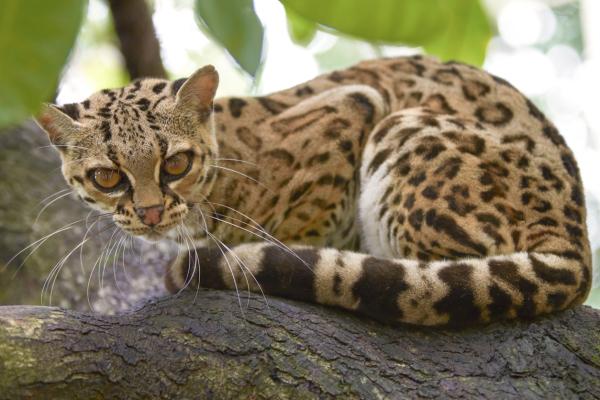 El Ocelote como mascota: todo lo que necesitas saber - Cuidados específicos del Ocelote