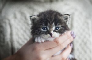 Nombres únicos Para Gatitos