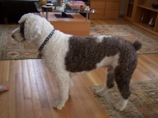 Cuidados del pelaje de un Perro de Agua Español - Cortes de pelo para Perro de Agua Español: Corte uniforme