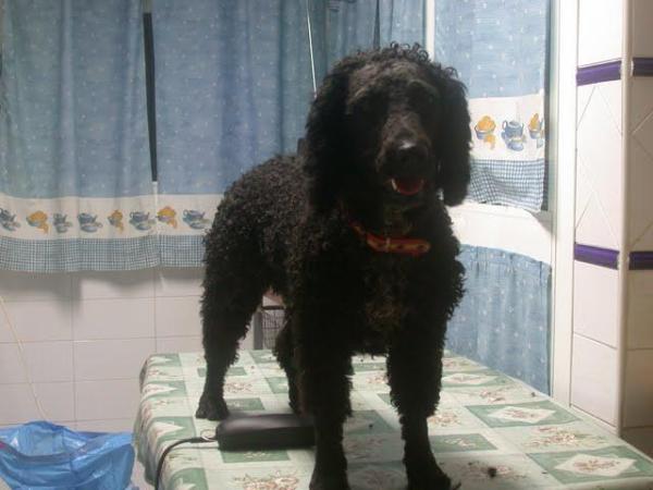 Cuidados del pelaje de un perro de agua español - Cortes de pelo para un perro de agua español: corte de trabajo