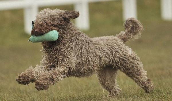 Cuidados del pelaje de un Perro de Agua Español - Cortes de pelo para Perro de Agua Español: Pelo largo