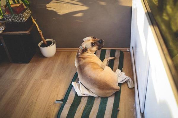 Cómo enseñar a tu perro a dormir en su propia cama -