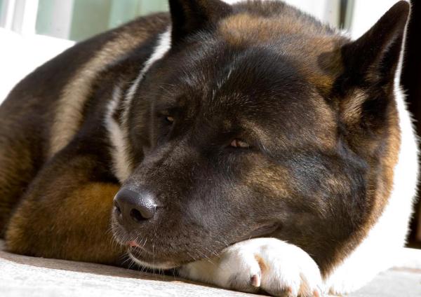 Cuidando un Akita americano - Cuidando el pelaje de un Akita americano