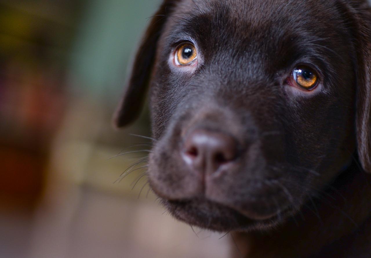 ¿cuánto Tiempo Le Toma a Un Cachorro Adaptarse Al Nuevo
