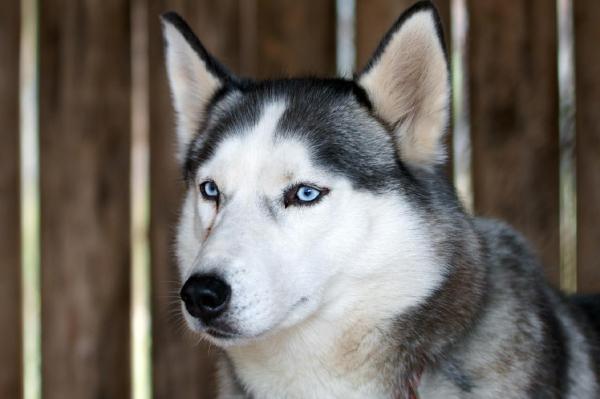 ¿Se mudan los perros esquimales siberianos? - ¿Cómo se las arreglan los huskies siberianos en verano?