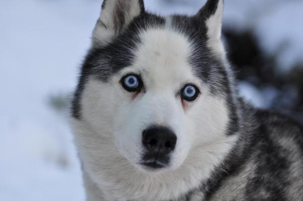 ¿Se mudan los perros esquimales siberianos? - Los rasgos del pelaje de un Husky siberiano.