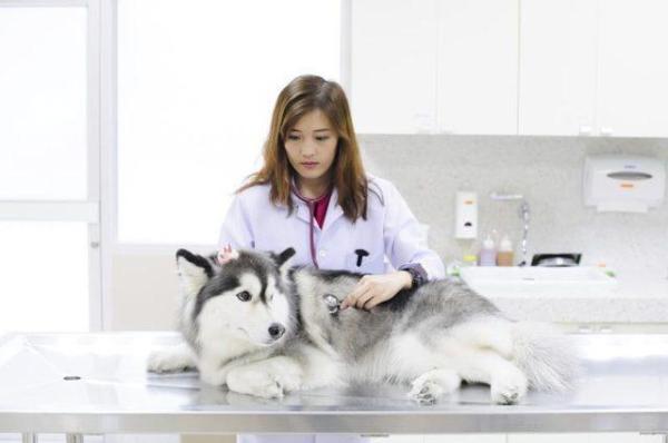 ¿Se mudan los perros esquimales siberianos? - Supervisión veterinaria durante la muda.