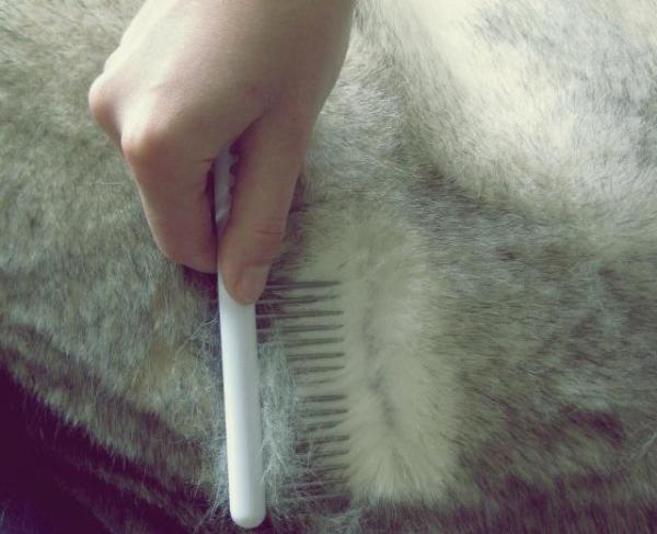 ¿Se mudan los perros esquimales siberianos? - ¿Qué se necesita para cepillar a un Husky Siberiano?