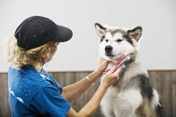 ¿Se mudan los perros esquimales siberianos? - Cuidar el pelaje de un husky siberiano