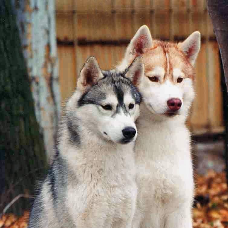¿se Mudan Los Perros Esquimales Siberianos?