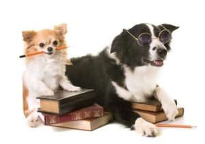 La Lista De Las Razas De Perros Más Inteligentes De