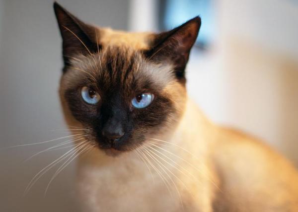 ¿Cuál es la mejor dieta para un gato siamés?  - Cómo crear una dieta equilibrada