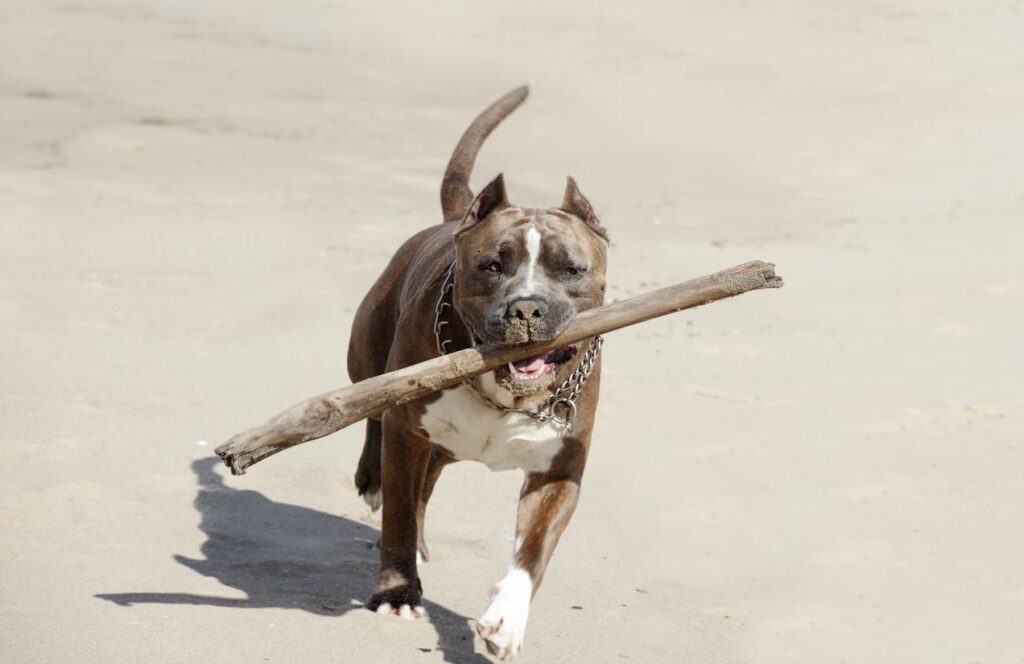 Cómo Hacer Que Un Pitbull Suelte Su Mordisco | 2025