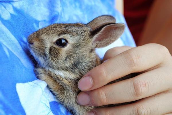 ¿Es malo dormir con mi conejo? - Tu conejo es muy esponjoso, pero...