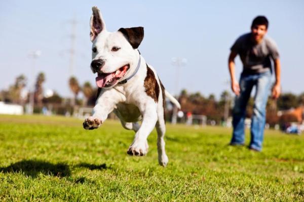 Convivencia entre pitbulls y otros perros - Educación y socialización: claves para la llegada de un nuevo perro