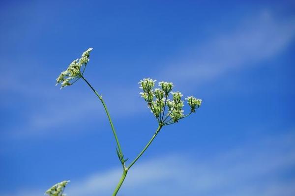 Plantas tóxicas y venenosas para los caballos - ¿Qué son las plantas tóxicas o venenosas para los caballos?