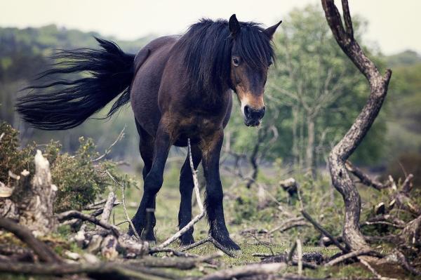 Plantas tóxicas y venenosas para caballos - Síntomas de intoxicación en caballos