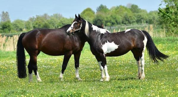 Plantas tóxicas y venenosas para caballos - Prevención de intoxicaciones en caballos
