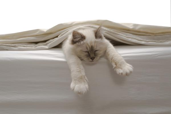 ¿Por qué mi gato me despierta por la mañana? - Respuestas y Soluciones - Mi gato me despierta maullando fuerte