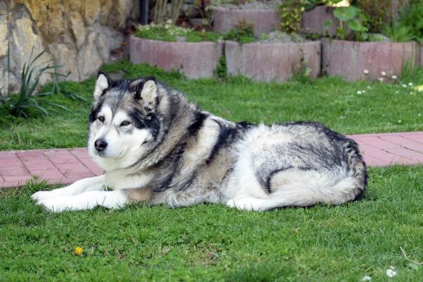 Cuidar a un Malamute de Alaska en verano: prevenir el golpe de calor