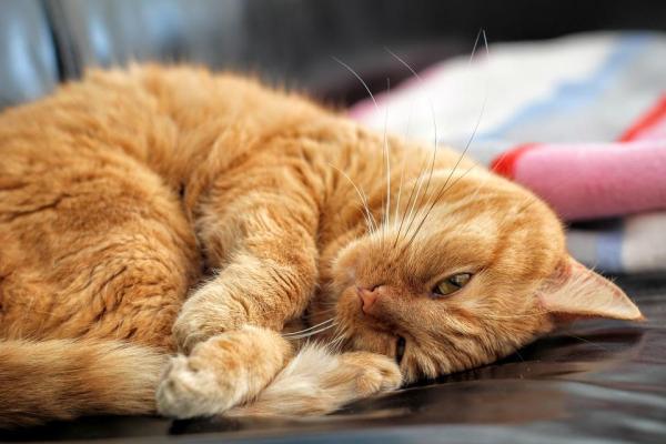 Nombres irlandeses para perros y gatos - Nombres irlandeses para perros y gatos machos