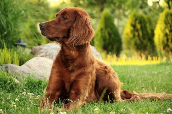 Nombres irlandeses para perros y gatos - Nombres irlandeses para perras y gatas