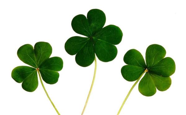 Nombres irlandeses para perros y gatos - Nombres irlandeses unisex para perros y gatos