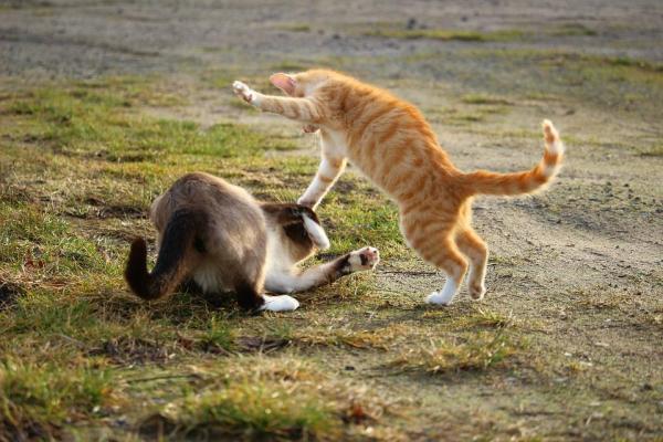 Cómo socializar a un gato adulto: ¿qué otros factores influyen en el comportamiento del gato?