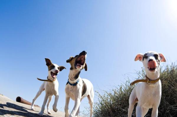 Diferencias entre perros machos y hembras - Convivencia con otros perros