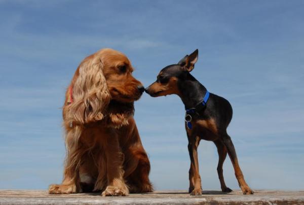 Diferencias entre perros machos y hembras - Calor en hembras y machos