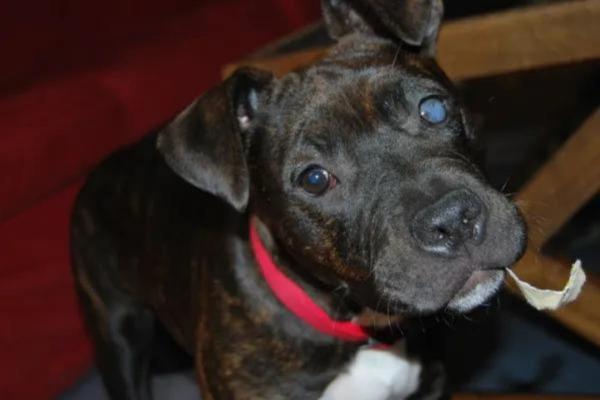 A mi perro se le salió el ojo de la órbita - Secuelas de la proptosis ocular en perros