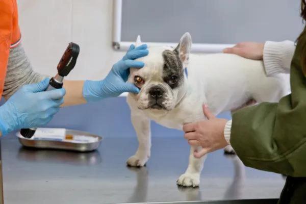 El ojo de mi perro se salió de su órbita - Diagnóstico de proptosis ocular en perros