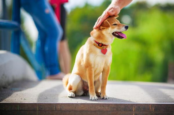 Cómo entrenar a un Shiba Inu - Cómo entrenar a mi Shiba Inu