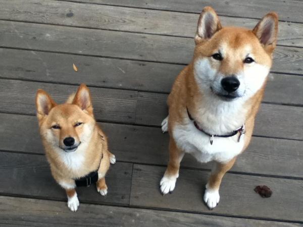 Cómo entrenar a un Shiba Inu: utilice siempre refuerzo positivo