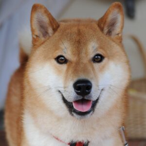 Cómo Entrenar a Un Shiba Inu