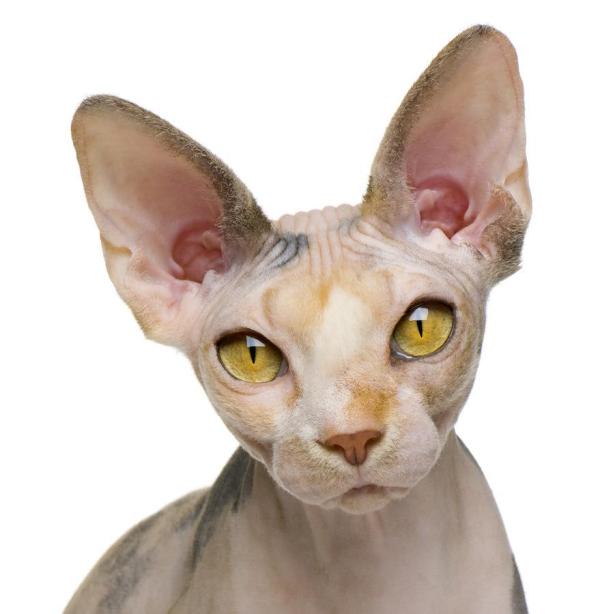 Cuidar a un gato Sphynx - Mantener abrigado a un gato Sphynx