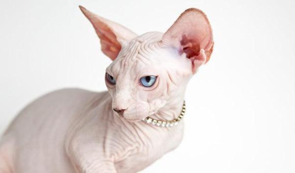 Cuidando a un gato Sphynx - Cuidando la higiene de un gato Sphynx