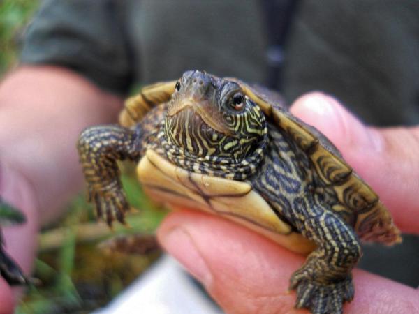 Más de 400 nombres para tortugas - Tortugas de agua dulce