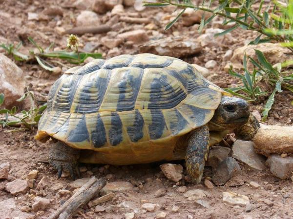 Más de 400 nombres para tortugas - Tortugas