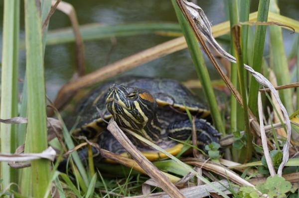 Más de 400 nombres para tortugas - Tortugas hembras