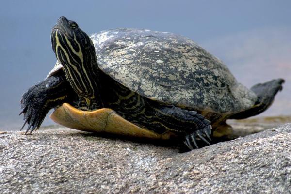 Más de 400 nombres para tortugas - Nombres unisex para tortugas