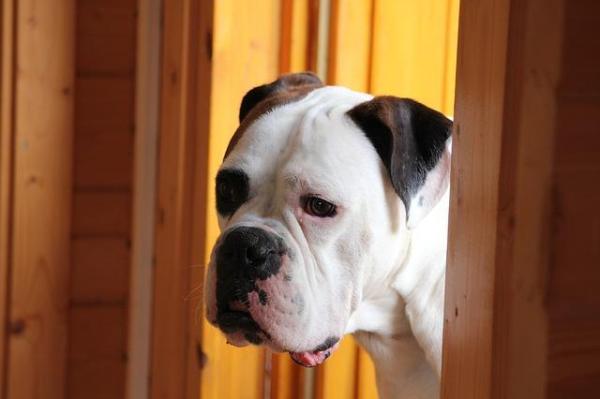 ¿Qué es la Dieta BARF para Perros? Consejos y menú de ejemplo - Desventajas de la dieta BARF