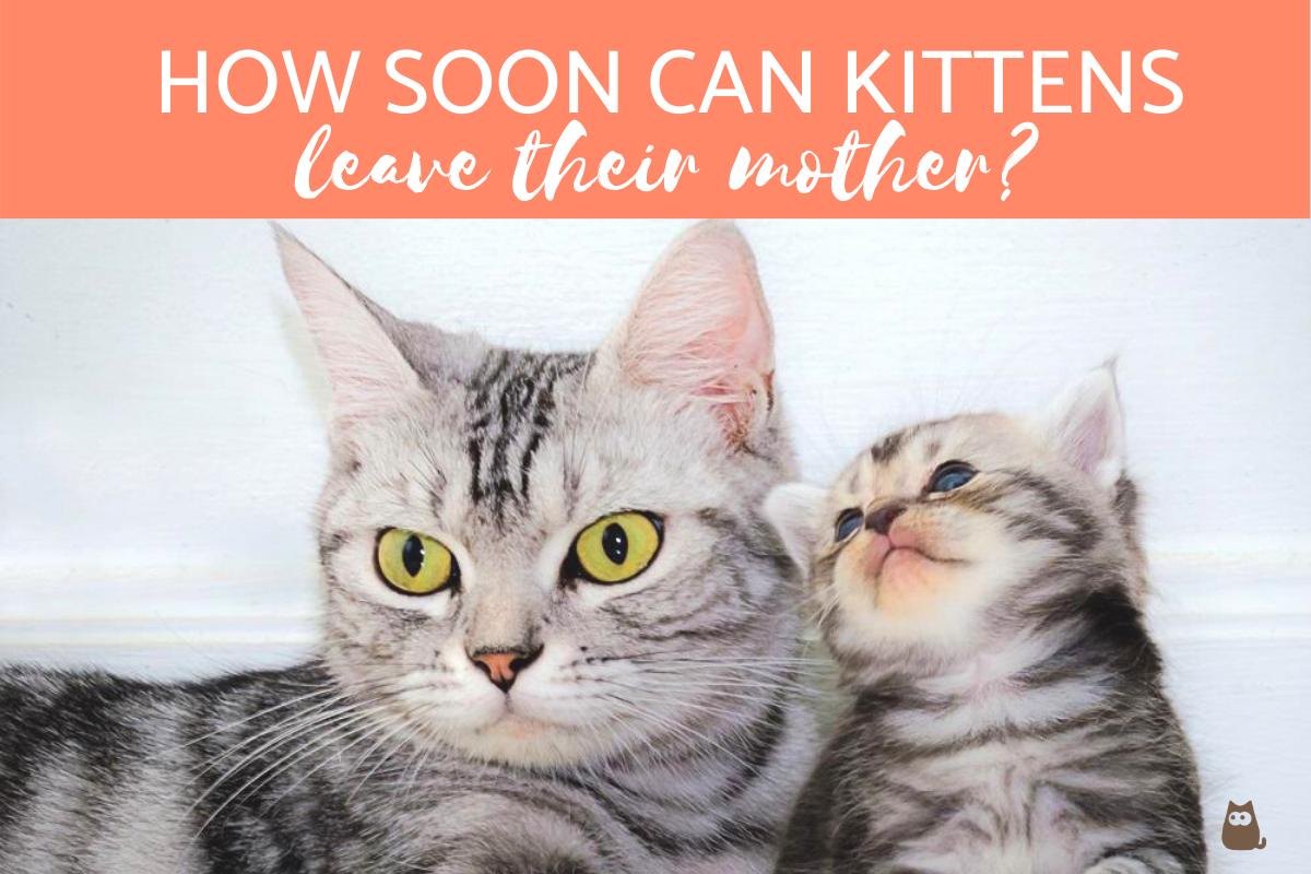 ¿qué Tan Pronto Pueden Los Gatitos Dejar a Su Madre?