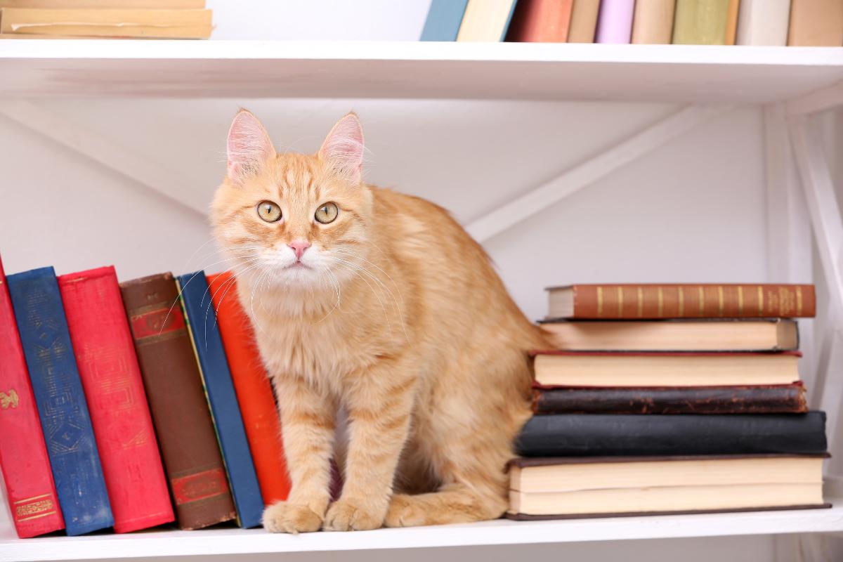 ¿Por Qué Los Gatos Tiran Cosas Al Suelo? ¿por Qué Los Gatos Tiran Cosas Al Suelo?