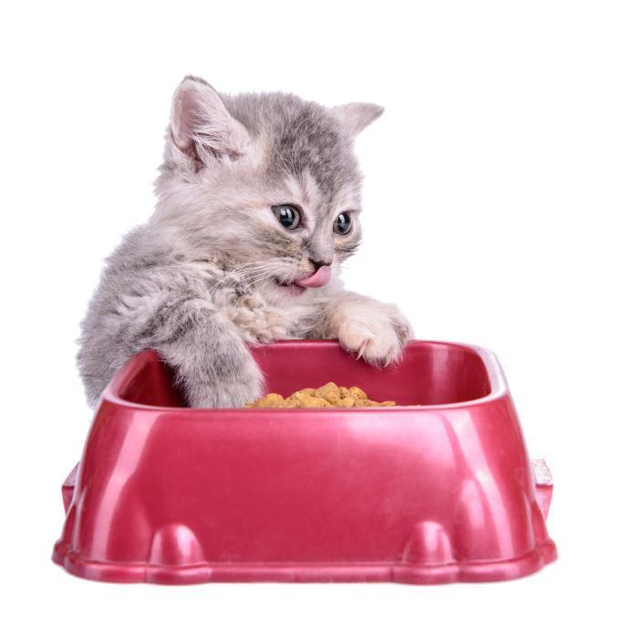 ¿cuál Es La Mejor Dieta Para Gatos?